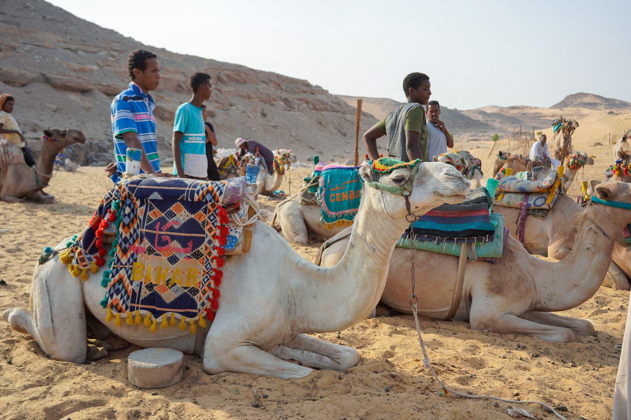 Camel Caravan