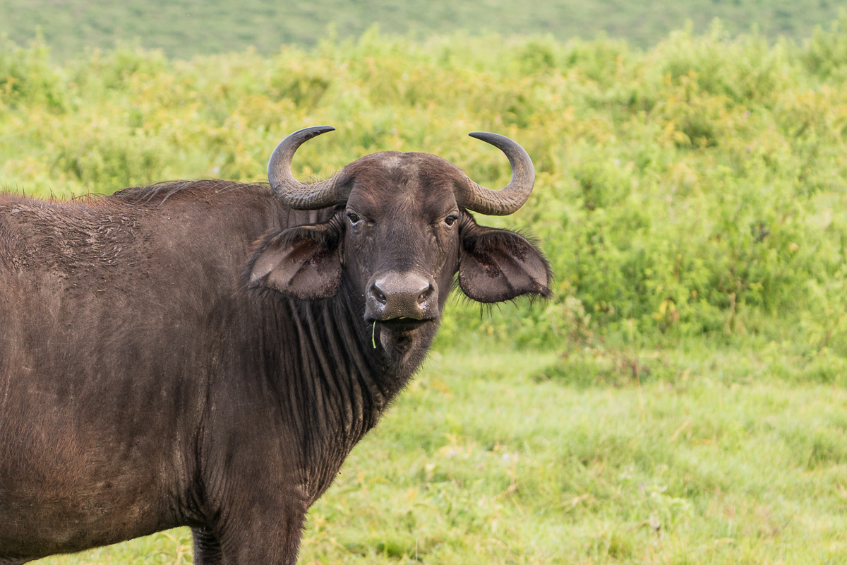 African Cape Buffalo