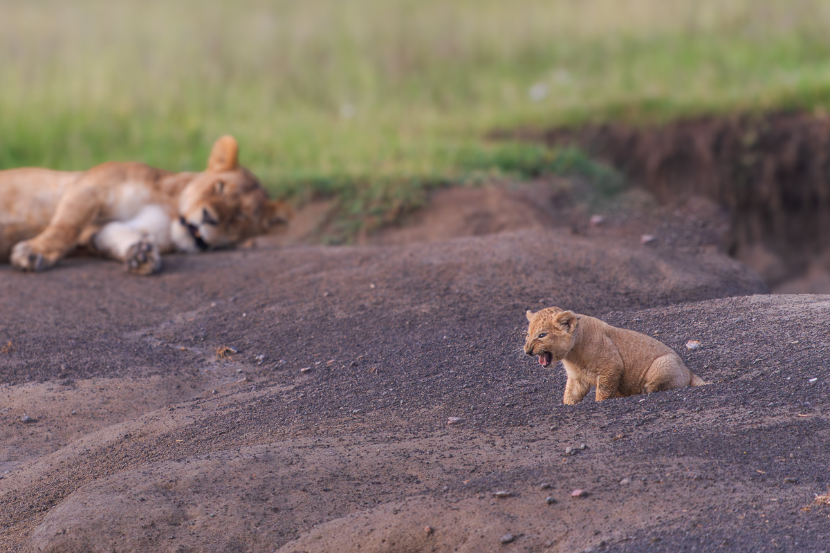Love of the wild in Tanzania