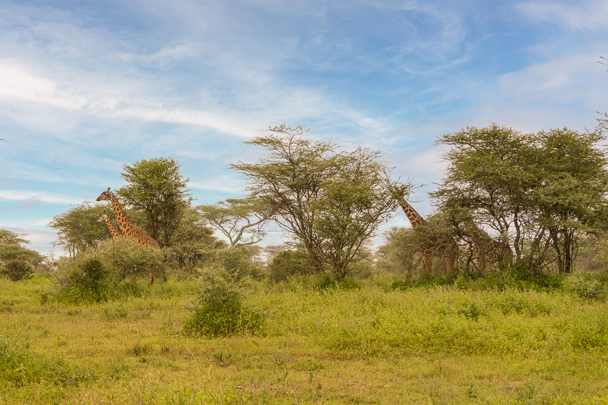 Herd of Giraffes in Tanzania