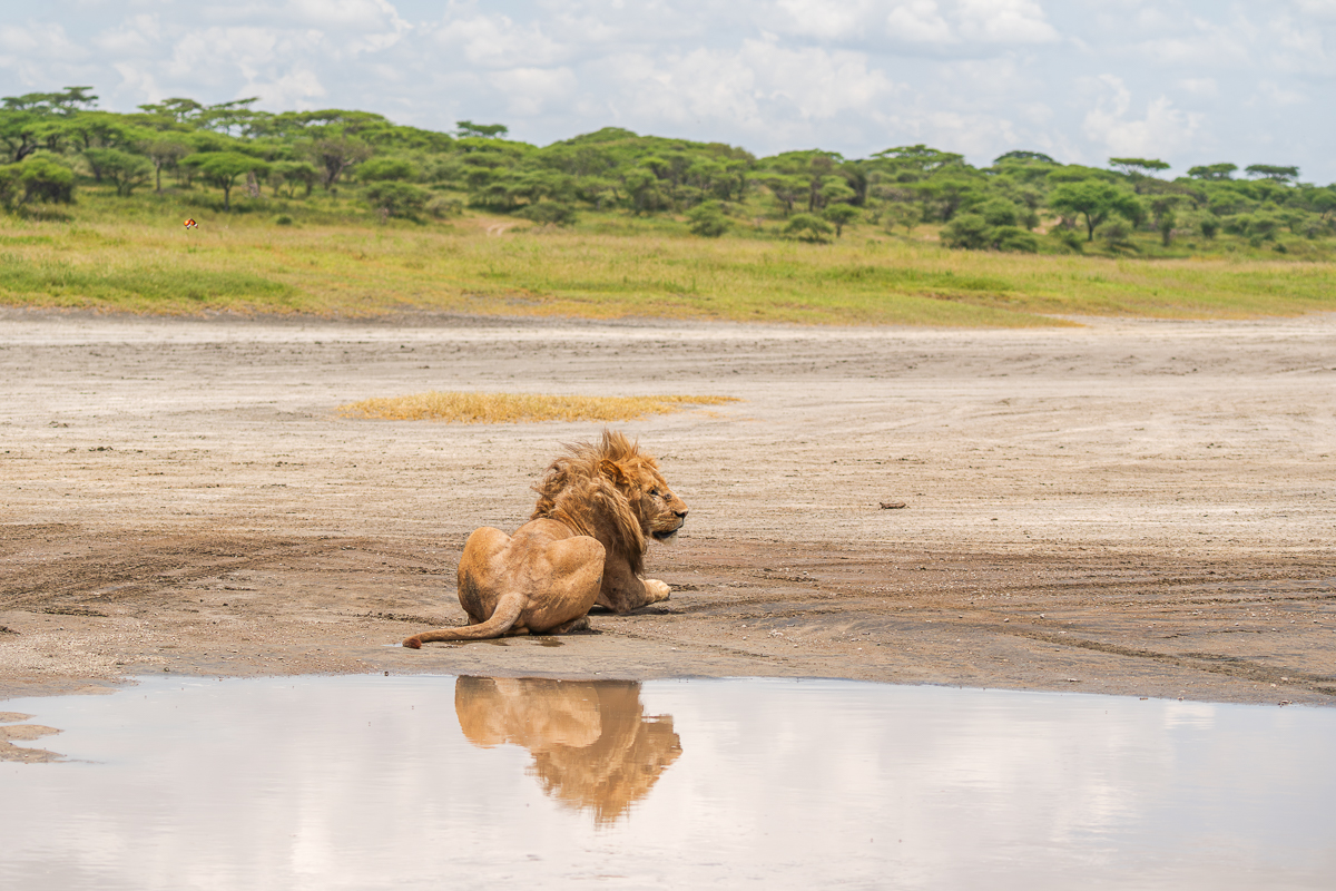 Love of the wild in Tanzania