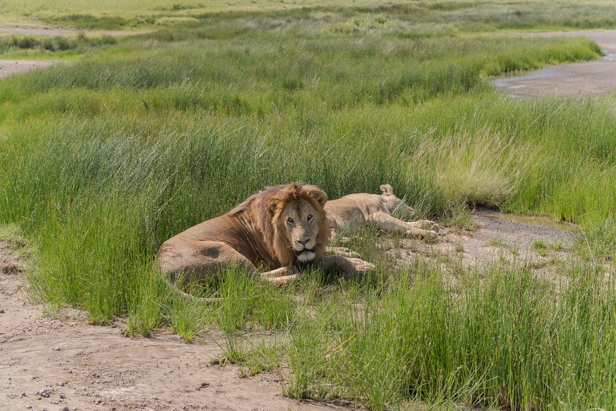 Lion and Lioness