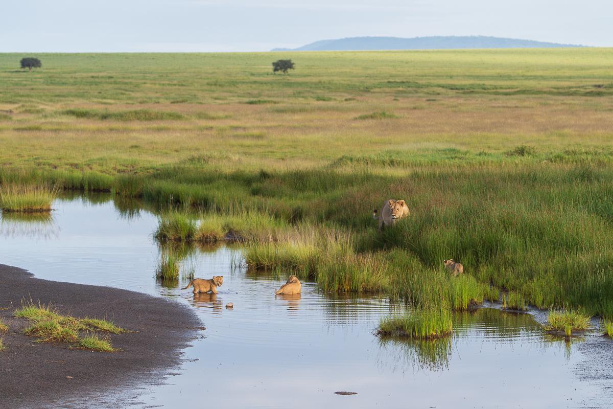 Lioness with Cubs