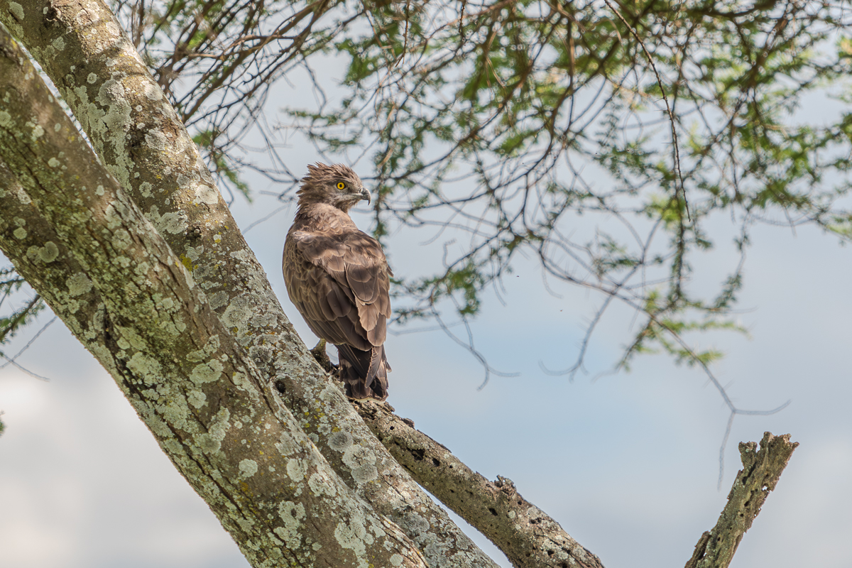 Bird of Prey in Tanzania