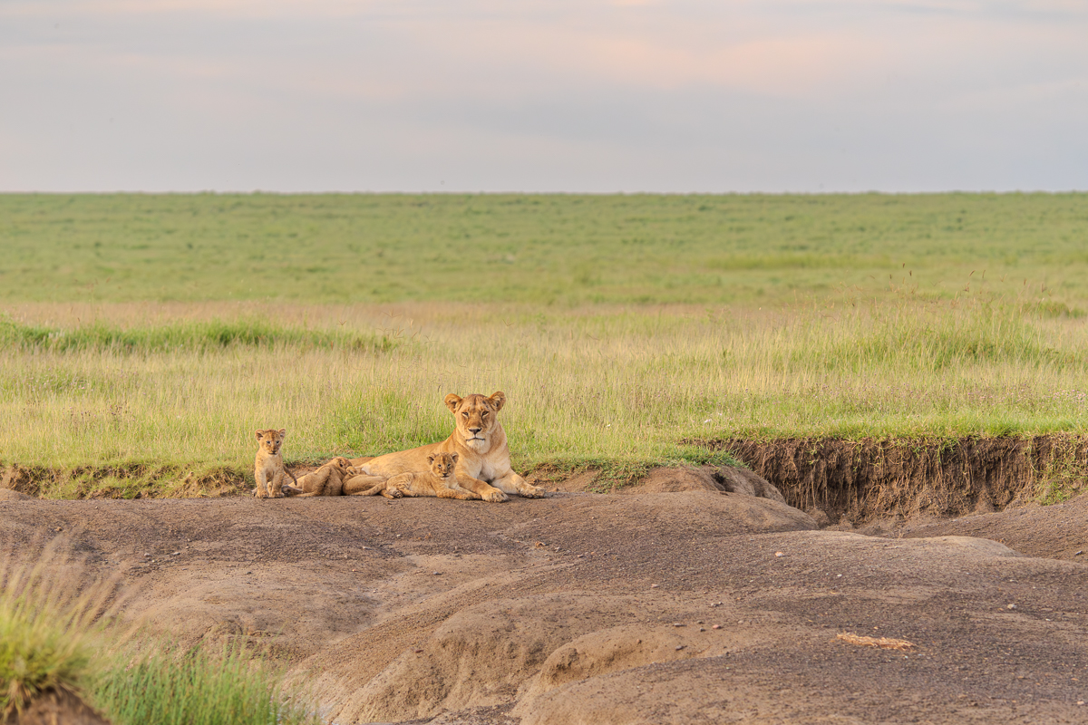 Lioness with Cubs