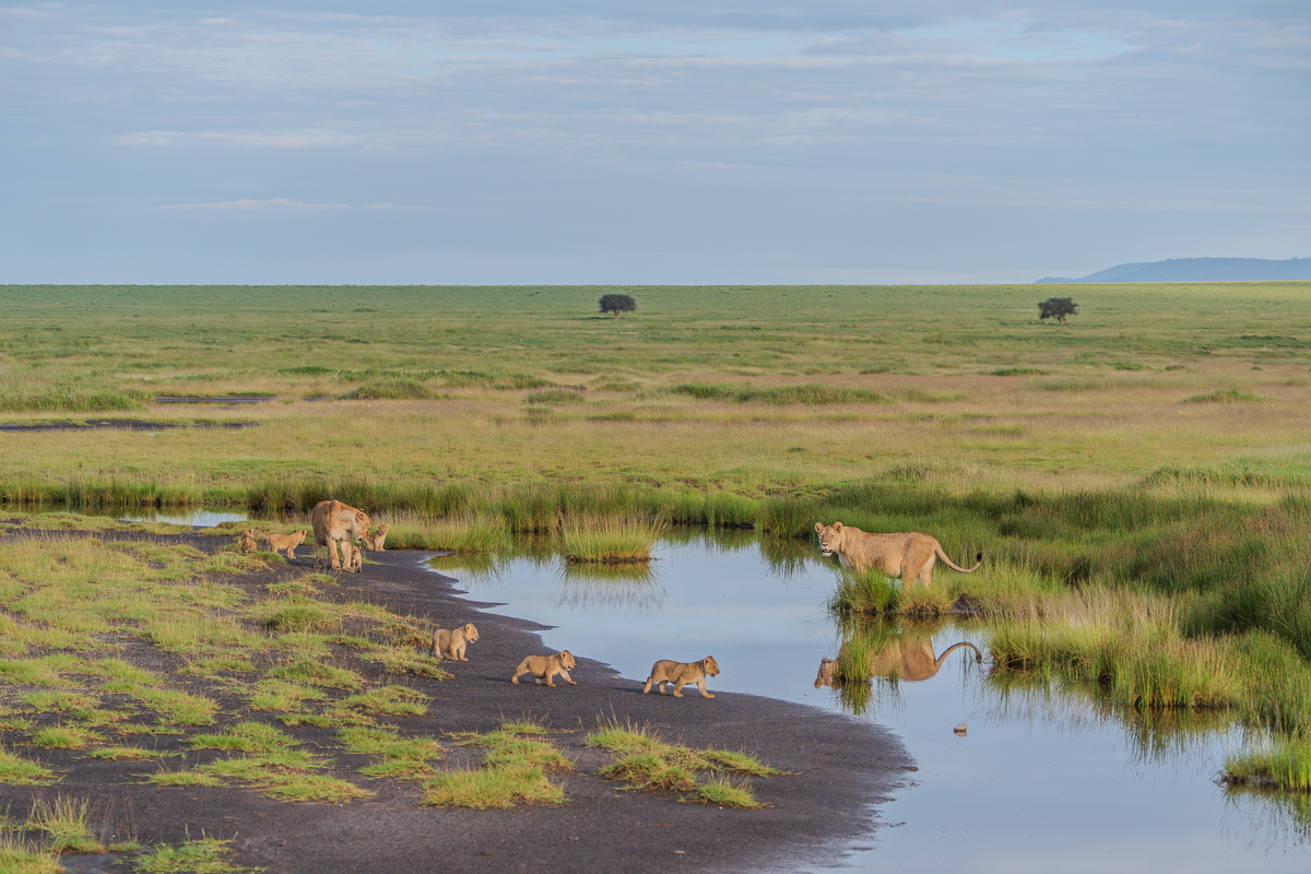 Lioness with Cubs