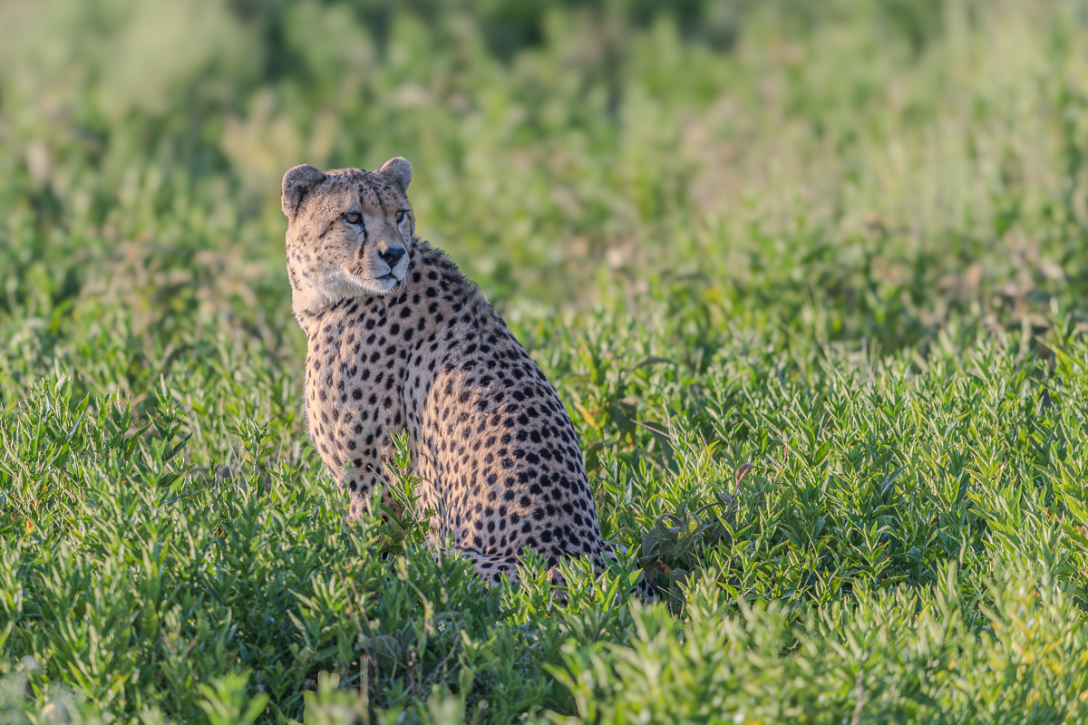 Cheeta in Tanzania