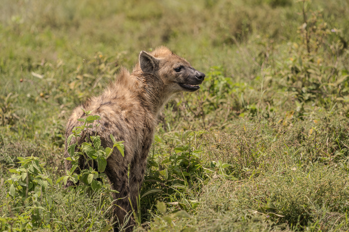 Hiena in Tanzania