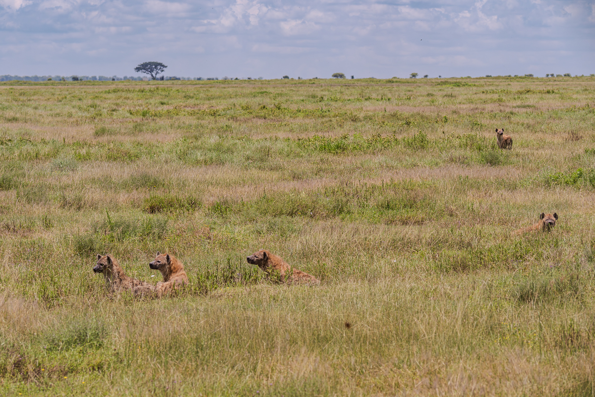 Hyenas in Tanzania