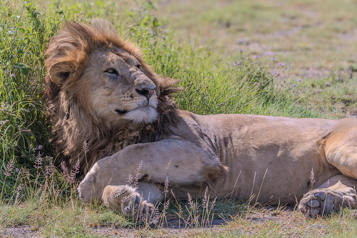 Love of the Wild