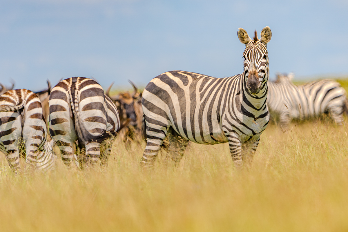 Zebra in Tanzania