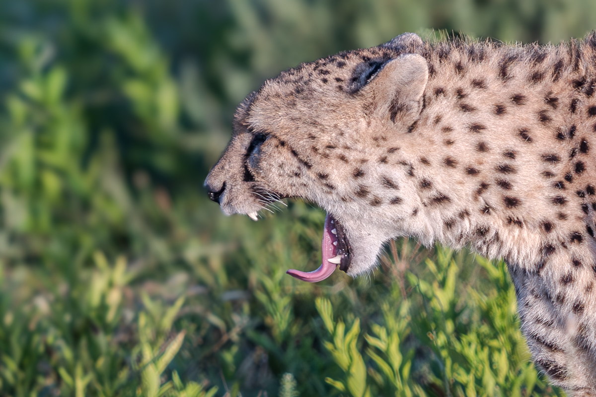 Cheeta in Tanzania