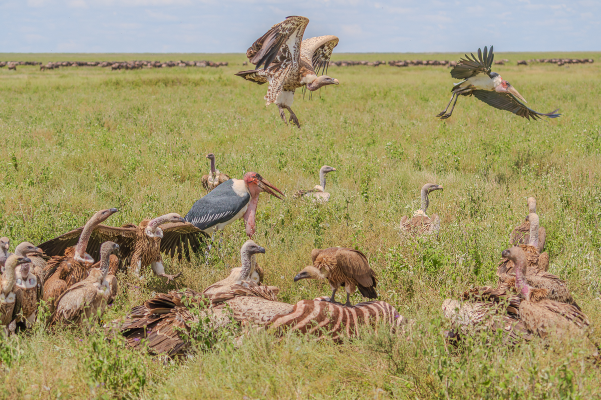 Vultures in Tanzania