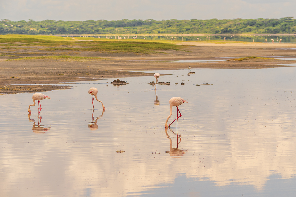 Flamingos in Tanzania