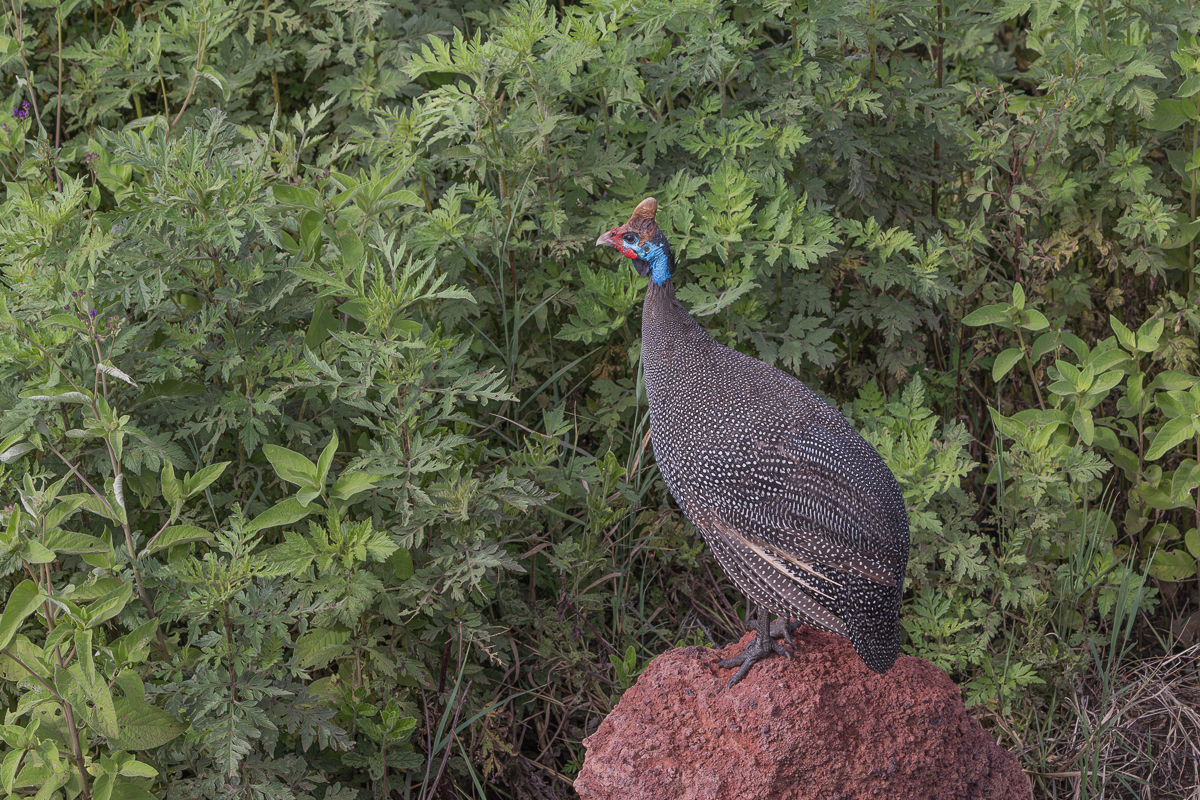 Helmented Gineafowl in Tanzania