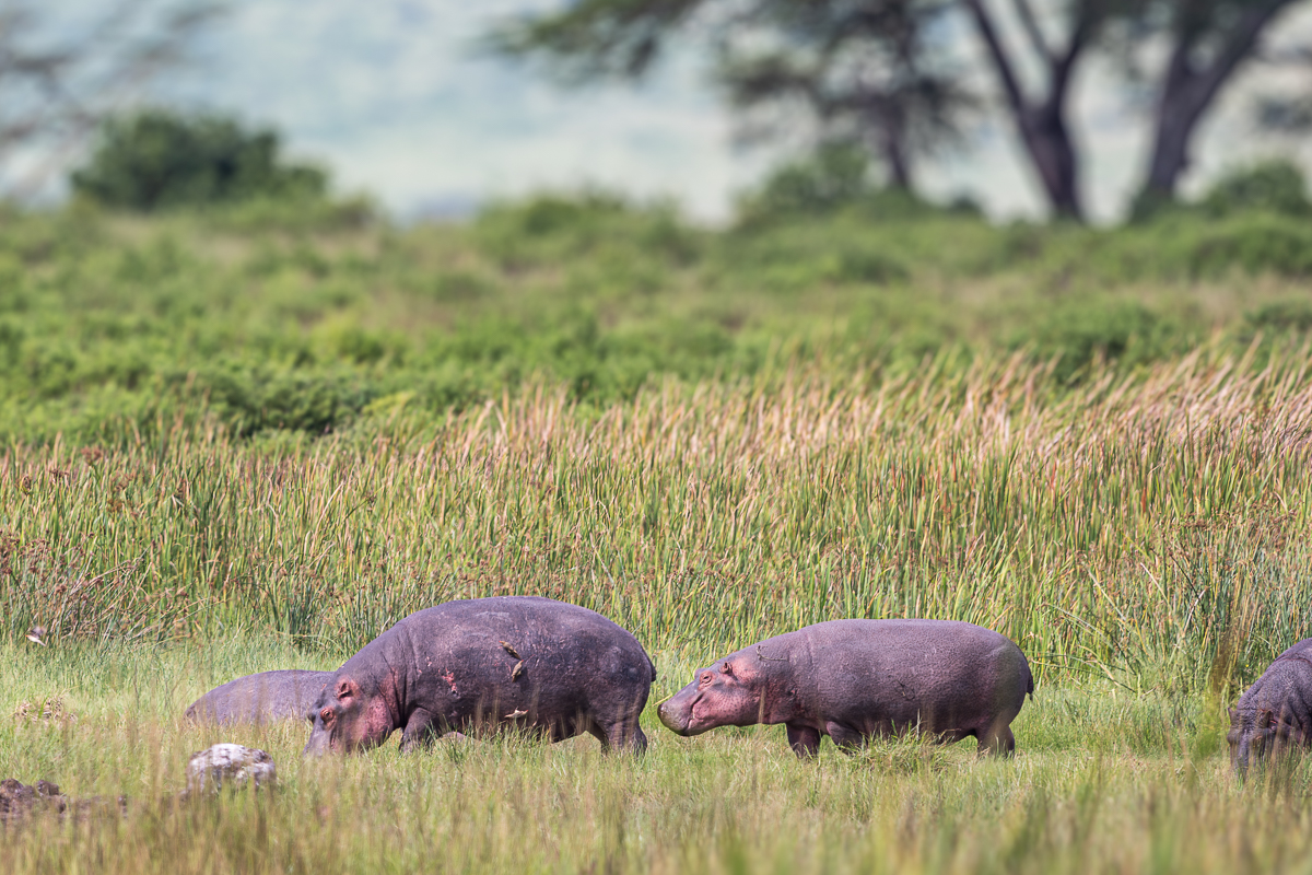 Hippos in Tanzania