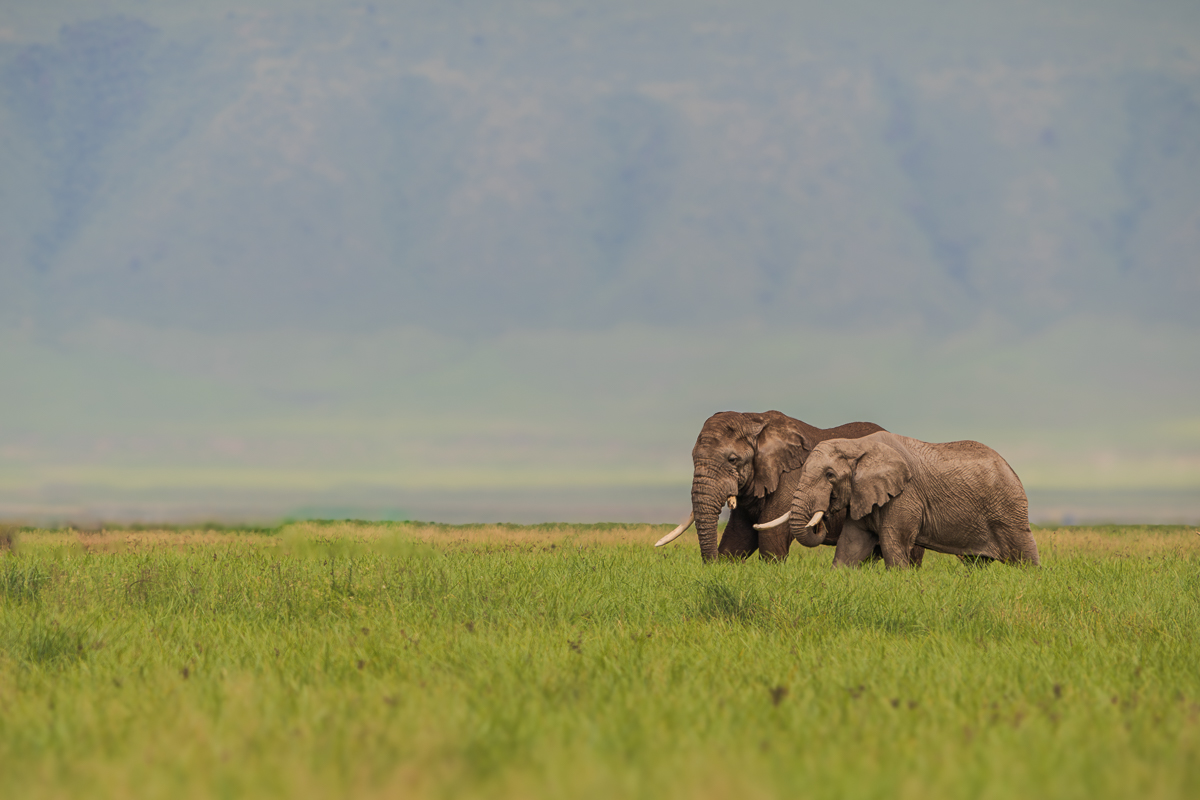 Elephants in Ngorongoro Crater
