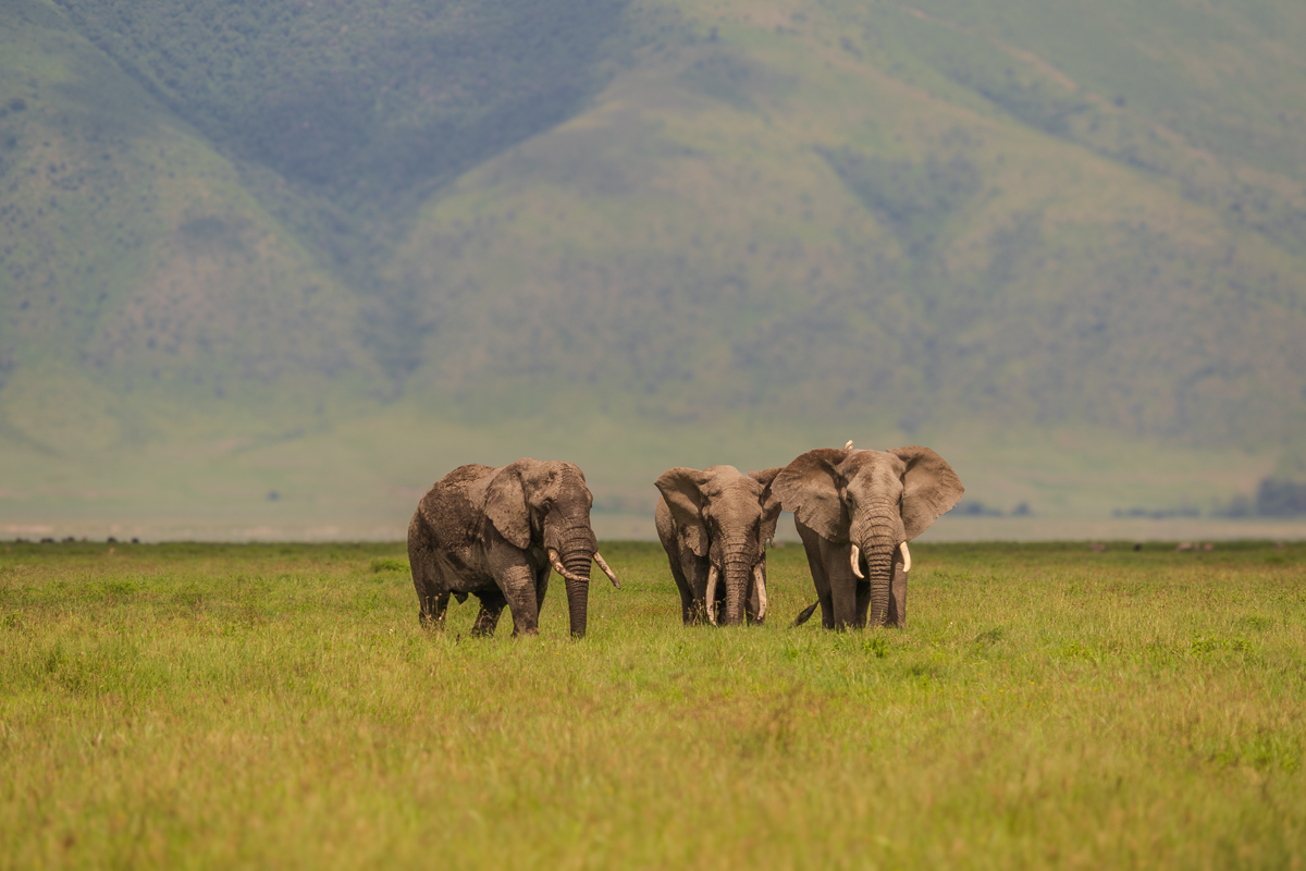 Elephants in Ngorongoro Conservation Area
