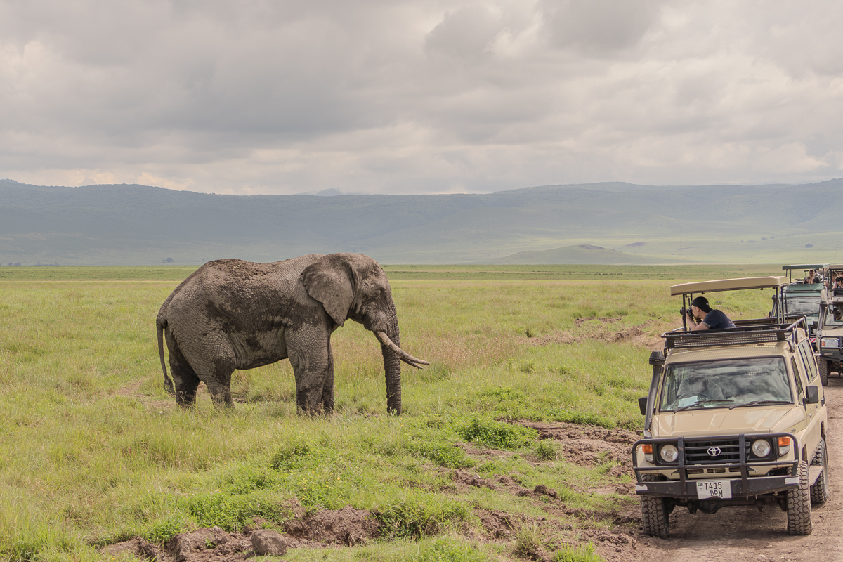 Love of the Wild in Tanzania