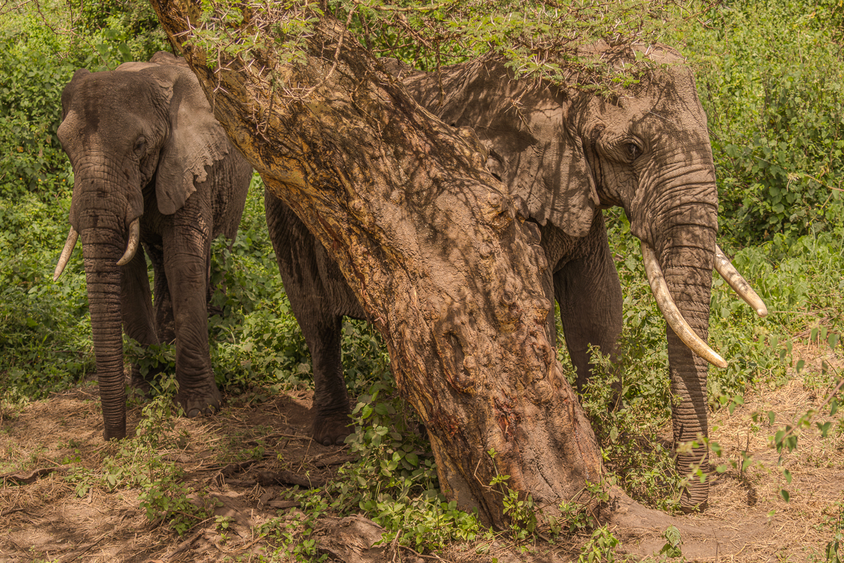 Elephants in Tanzania