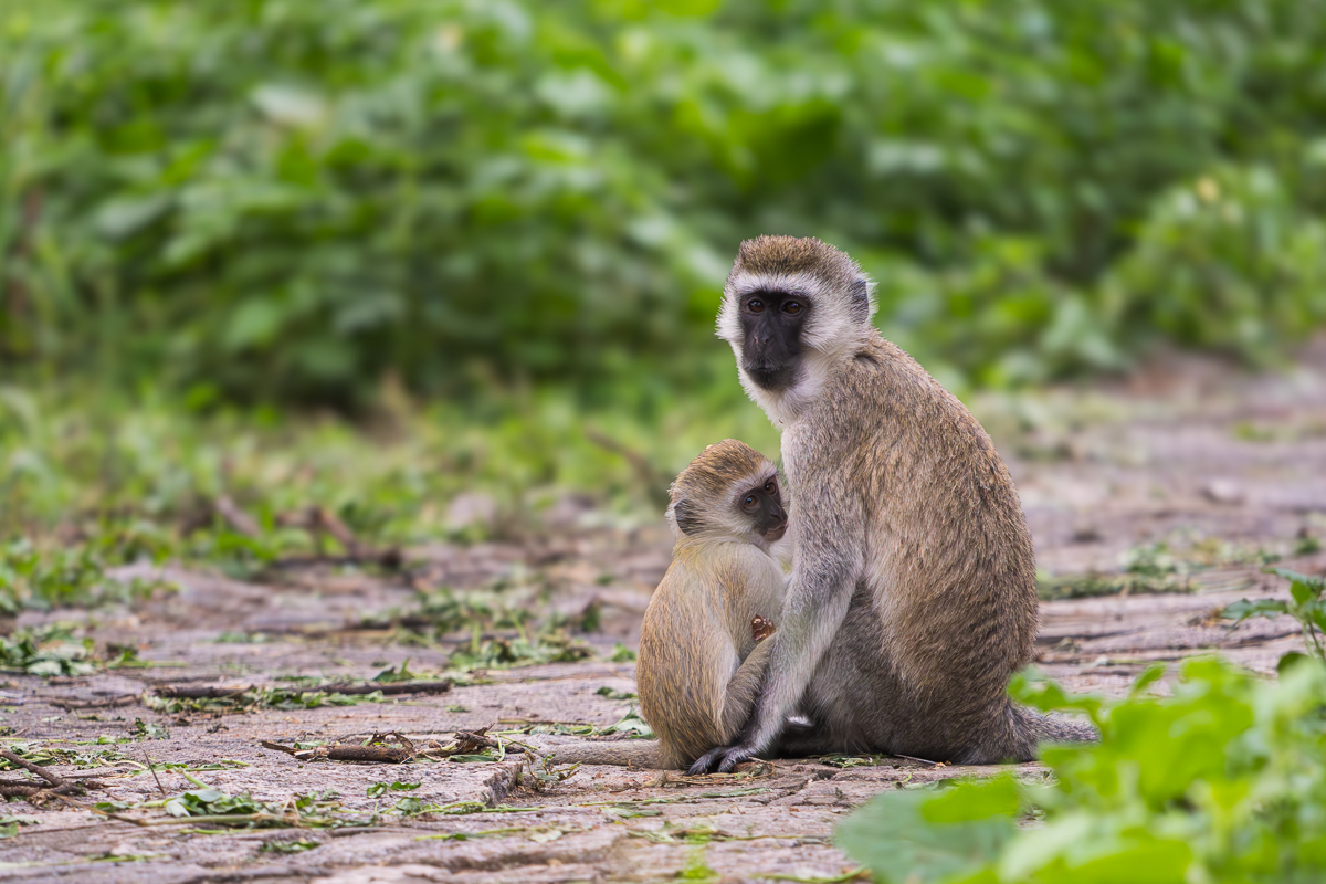 Vervet Monkey Tanzania