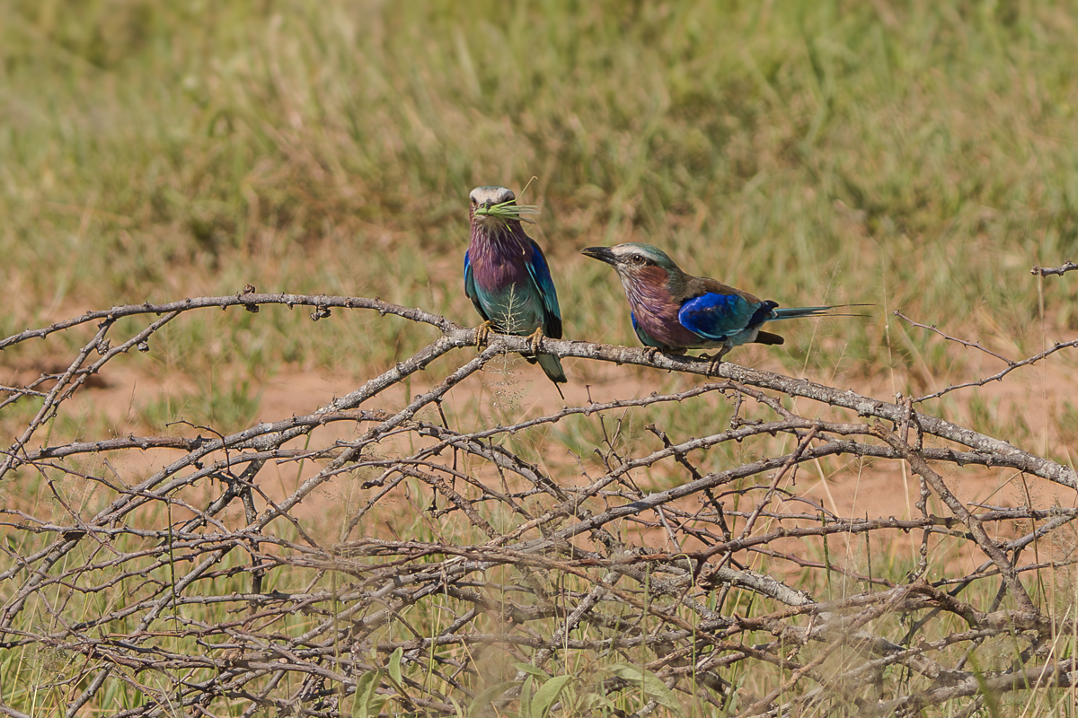 Lilac Breasted Roller in Tanzania