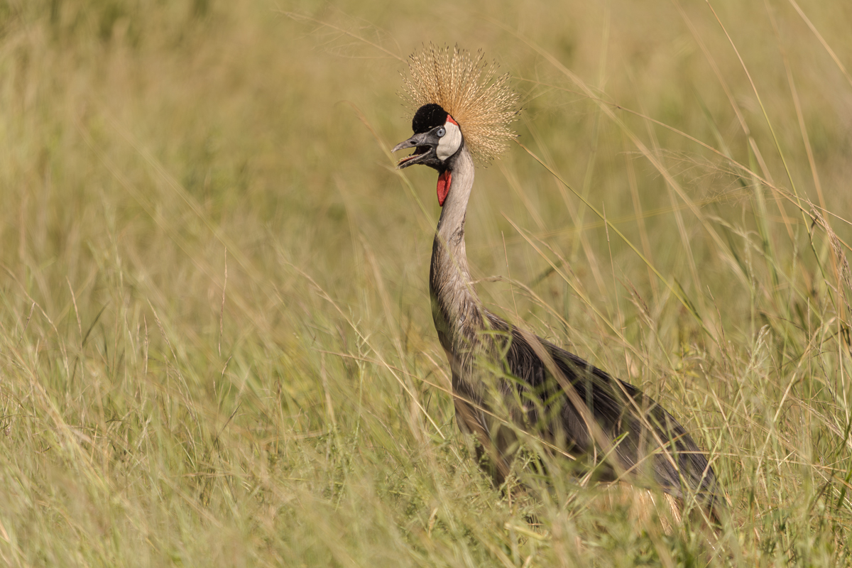 Grey Crowned Crane in Tanzania