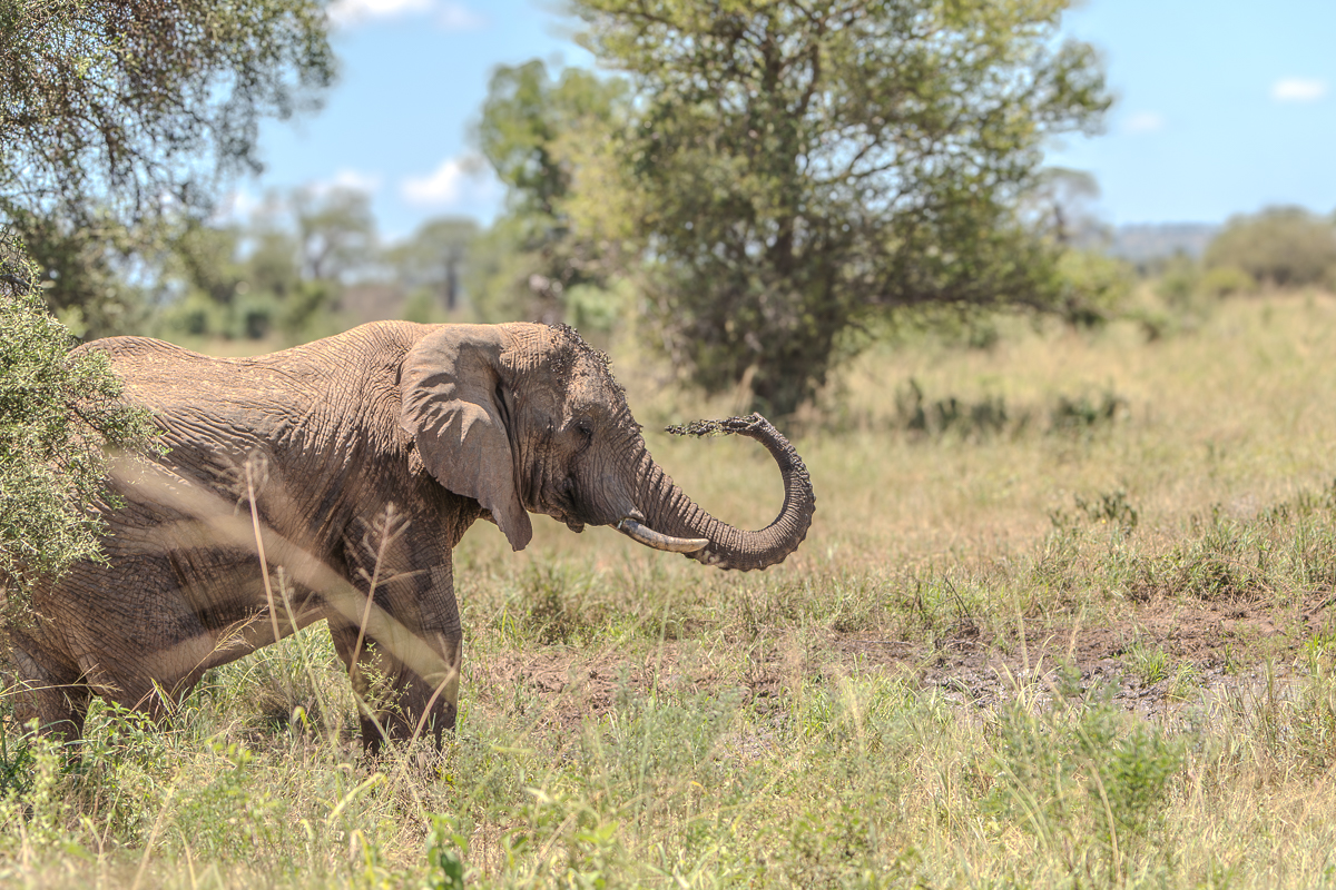 Love of the Wild in Tanzania