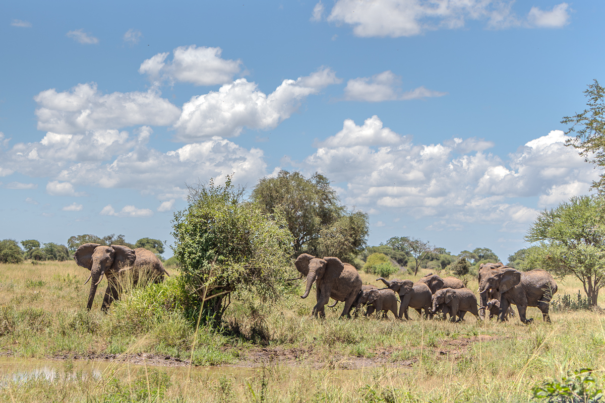 Love of the Wild in Tanzania