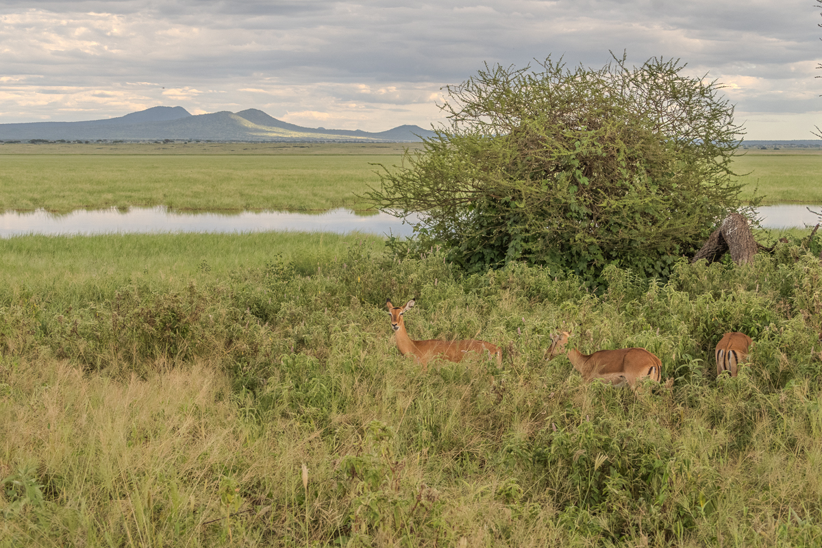 Love of the Wild in Tanzania