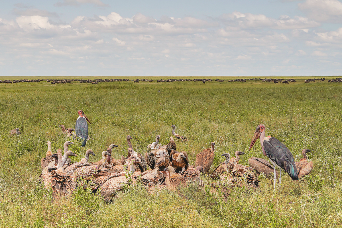 Love of the wild in Tanzania