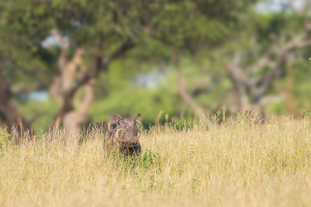 Warthog in Tanzania