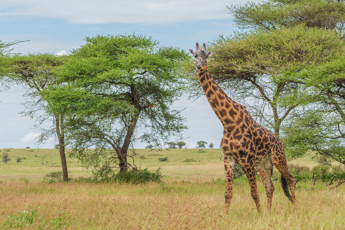Giraffe in Tanzania