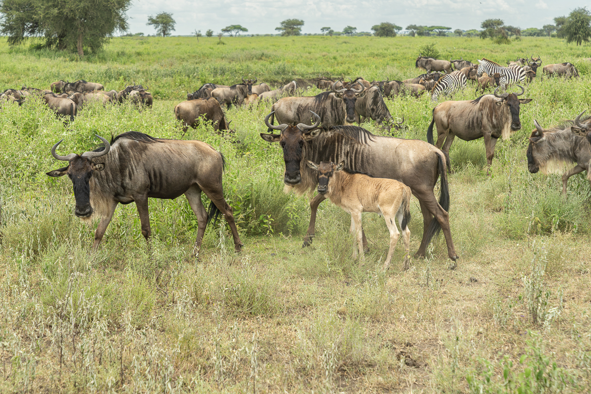Tanzania Wildebeest