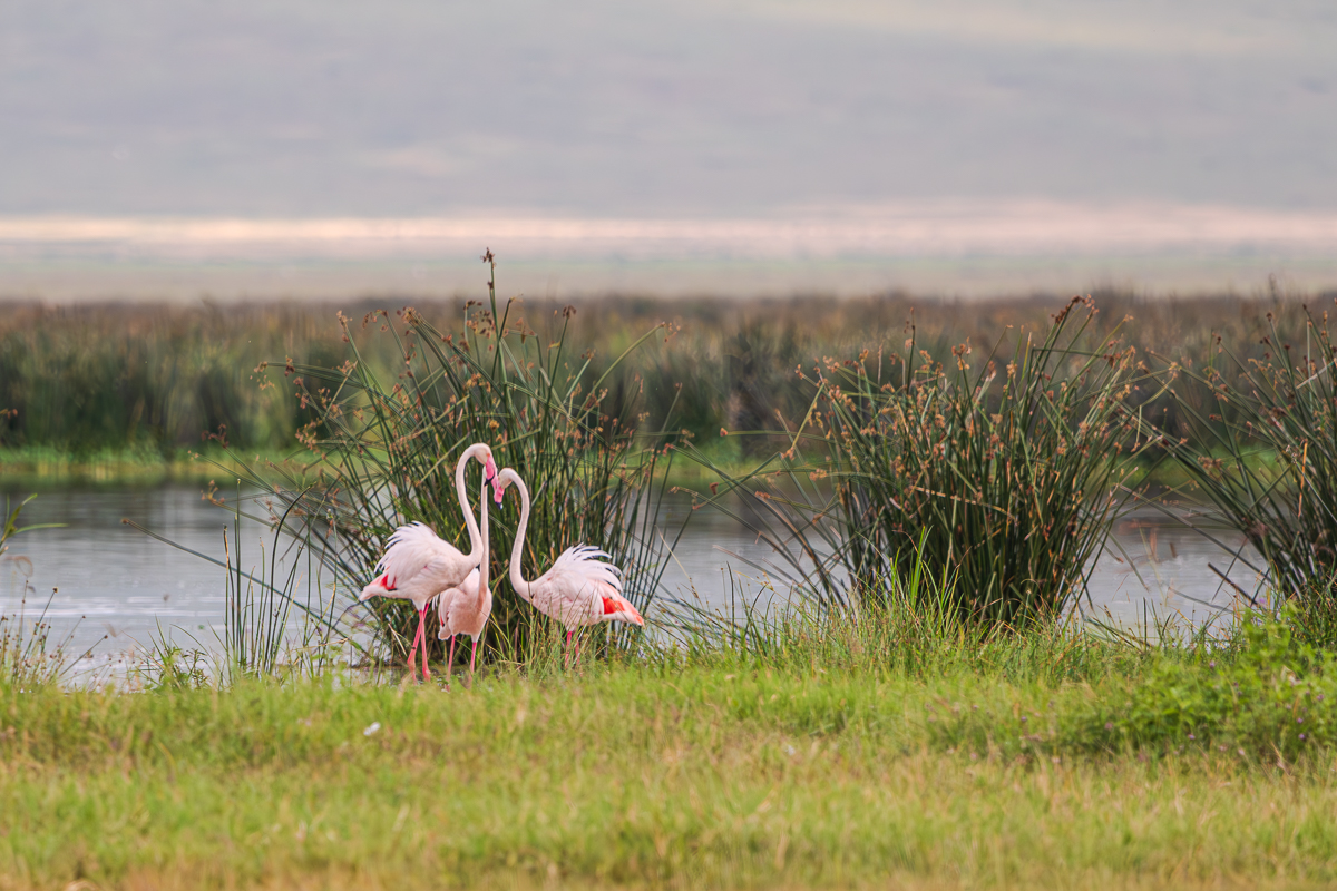 flamingoes in the landscape