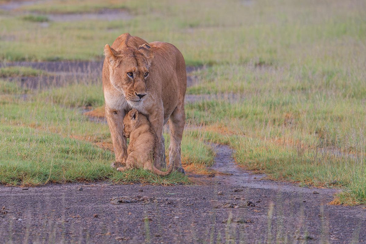 Lioness with cub in Tanzania