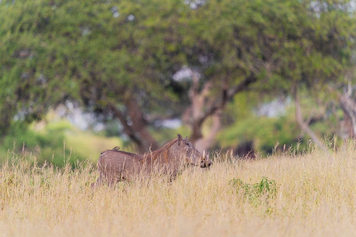 Warthog in Tanzania