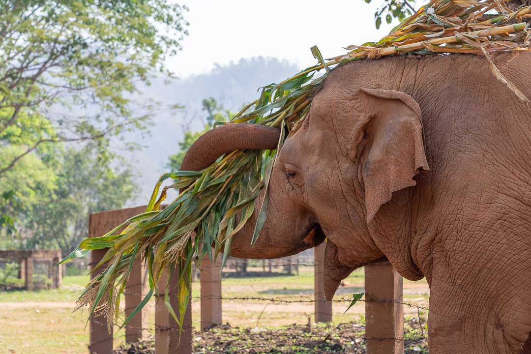 elephant snactuary in Thailand