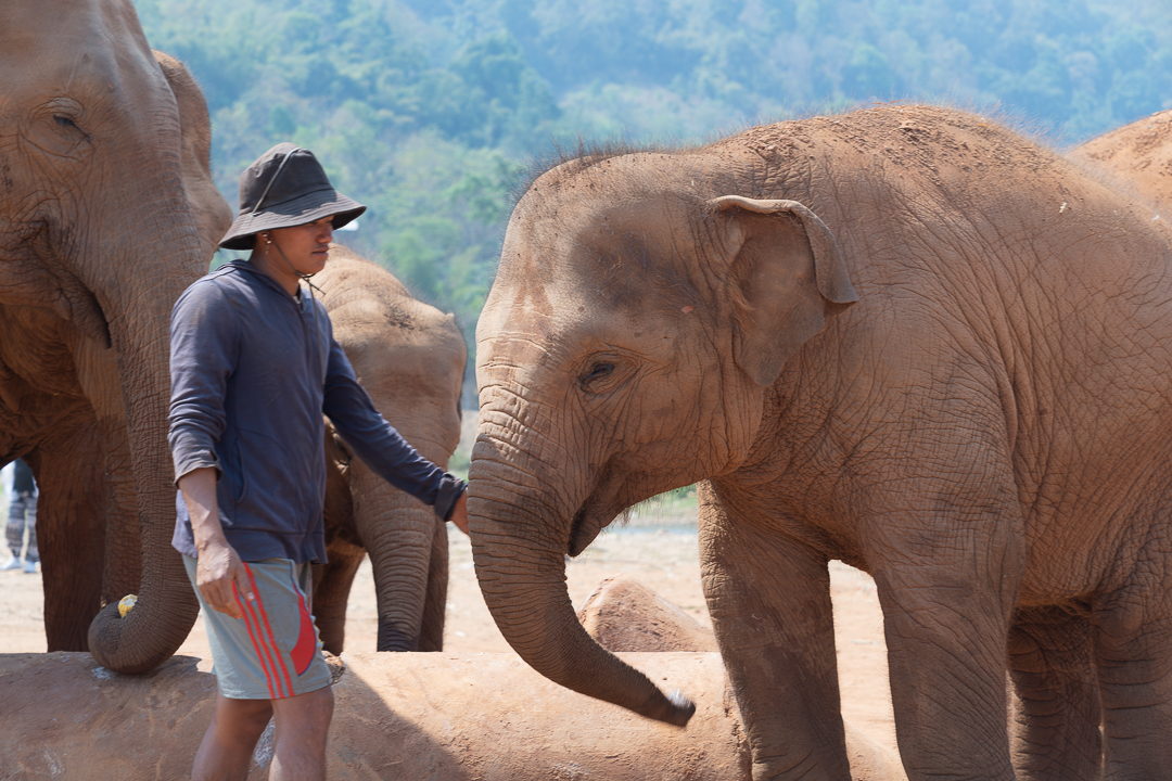 elephant snactuary in Thailand