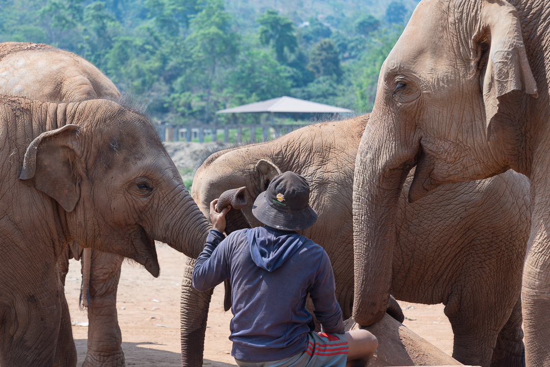 elephant snactuary in Thailand