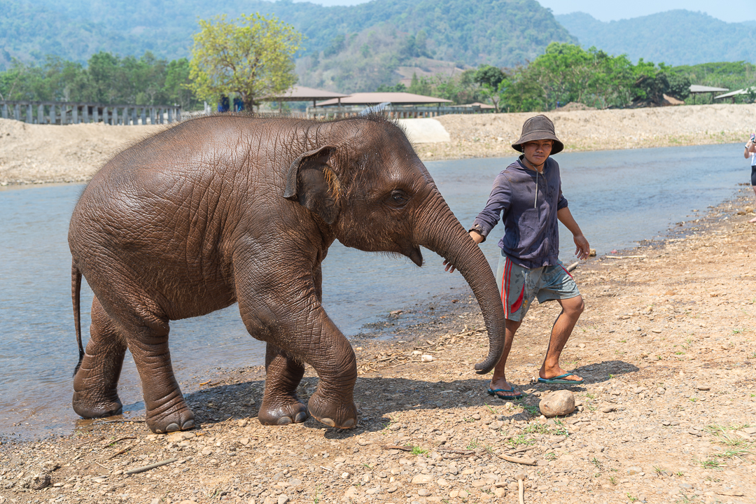 elephant snactuary in Thailand