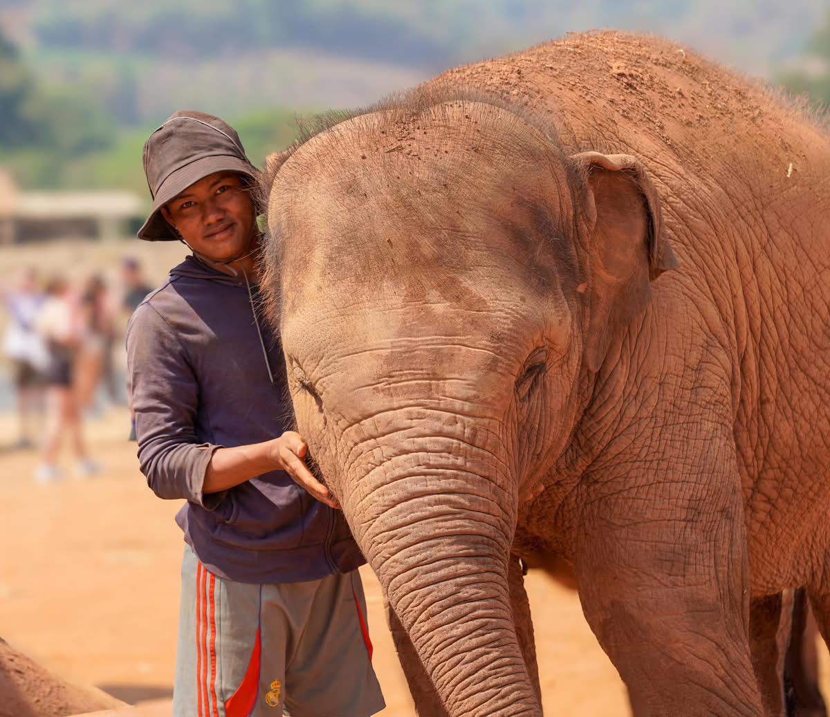 elephant snactuary in Thailand