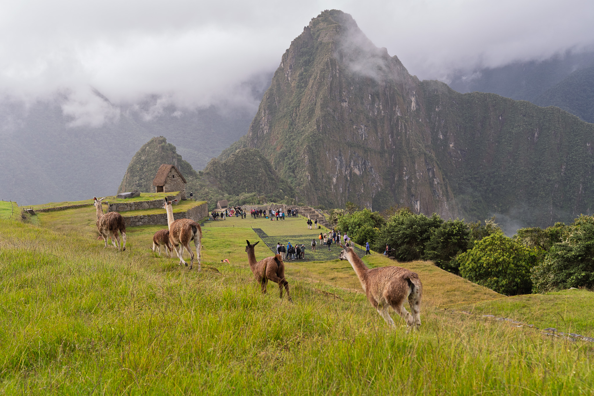 Machu Picchu