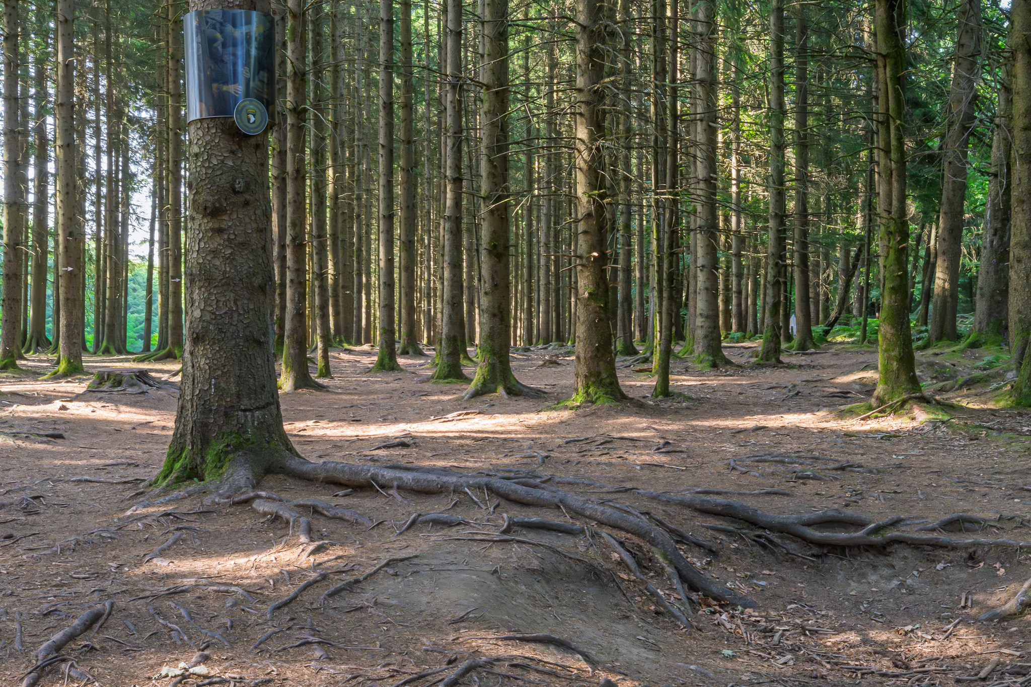 Bois Jacques Foxholes 101st Easy Company in Bastogne, Belgium where the soldiers dug in during the Battle of the Buldge.