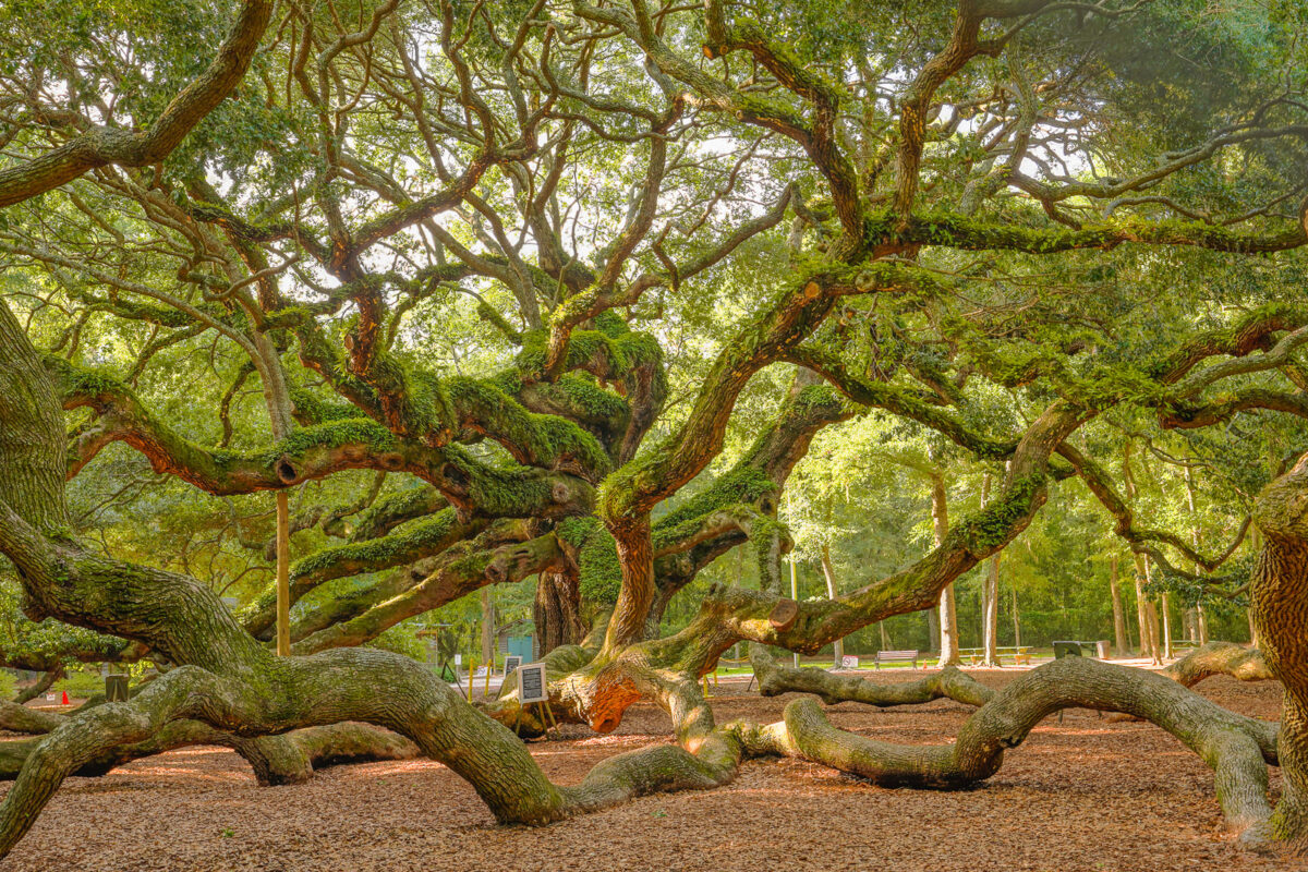 Oak Tree