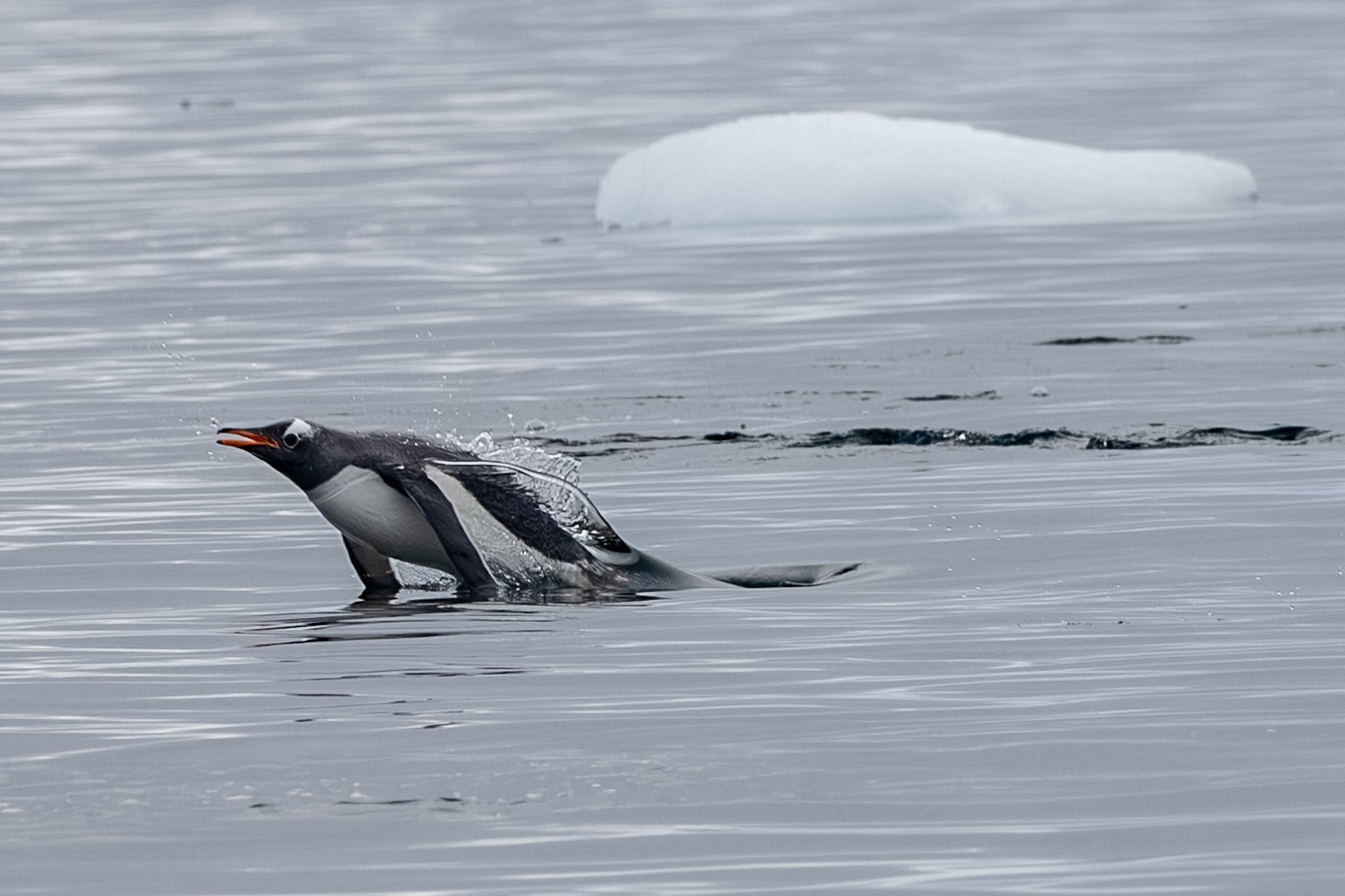 Penguin breaking the surface as it races home in open water in Antarctica