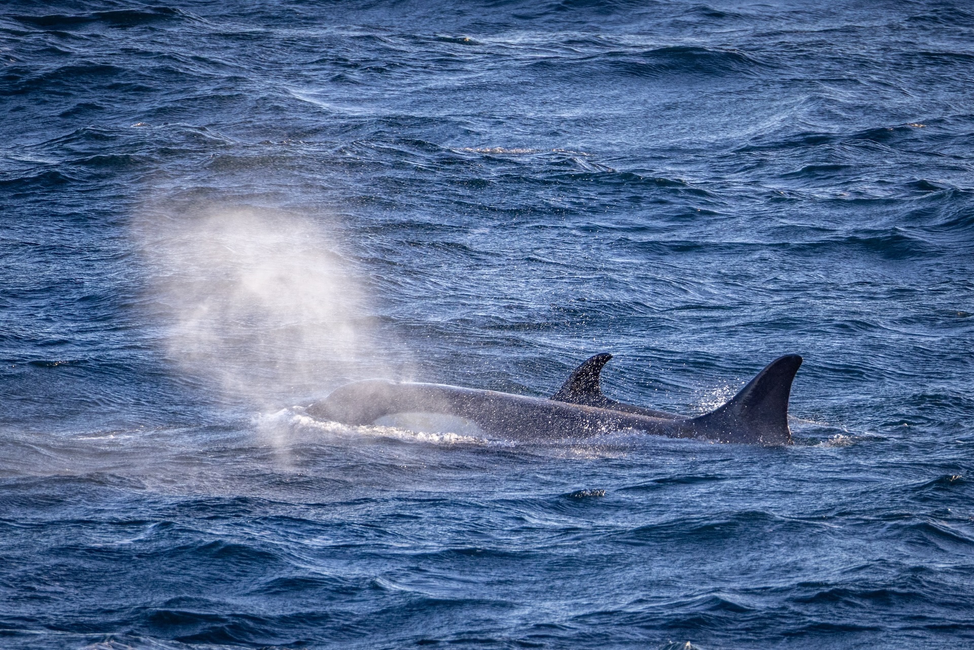A pair of orcas with a cloud of 'whale blows' at the surface of the water in Antarctica.