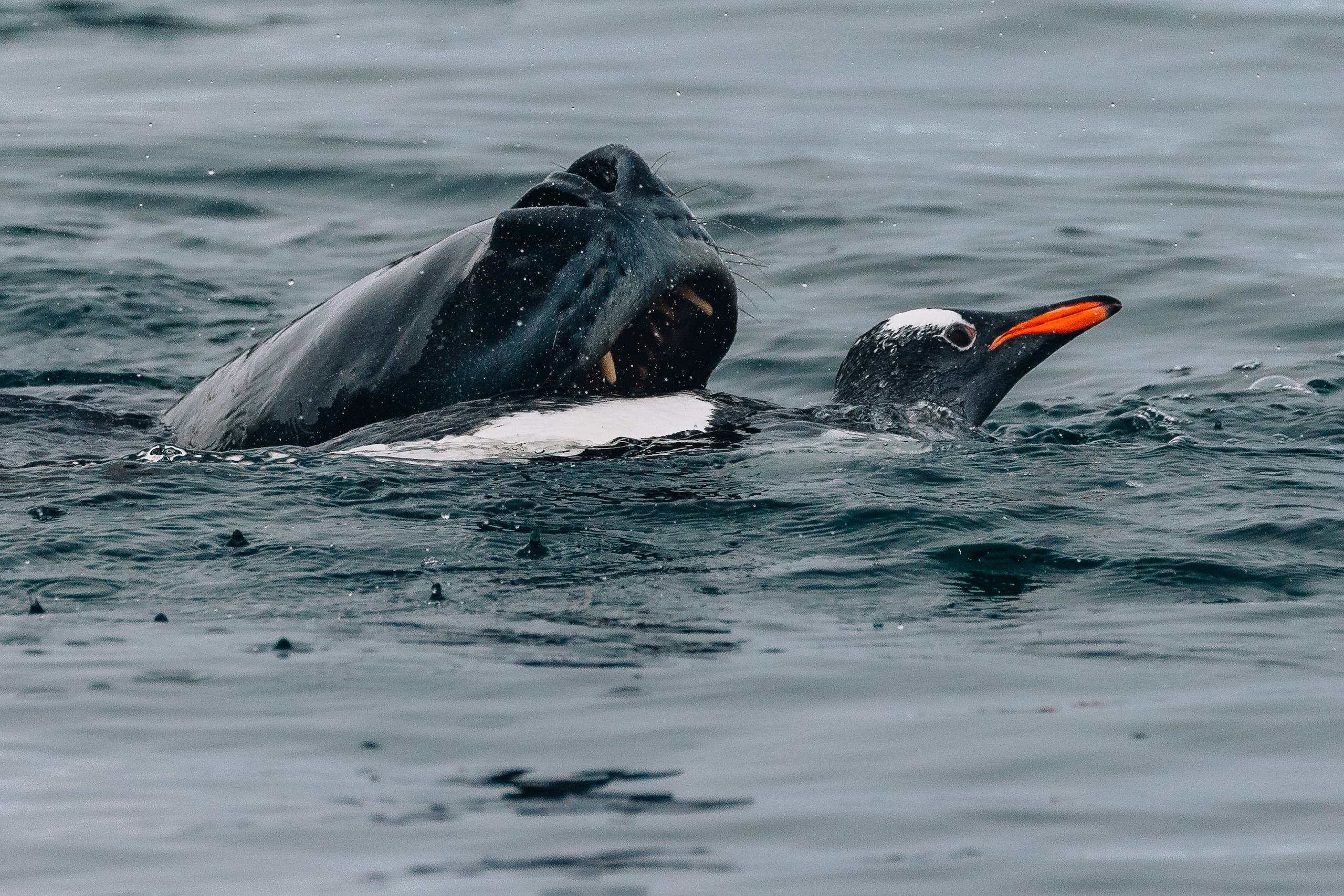 A seal bears teeth closing around a seal in the waters of Antarctica.