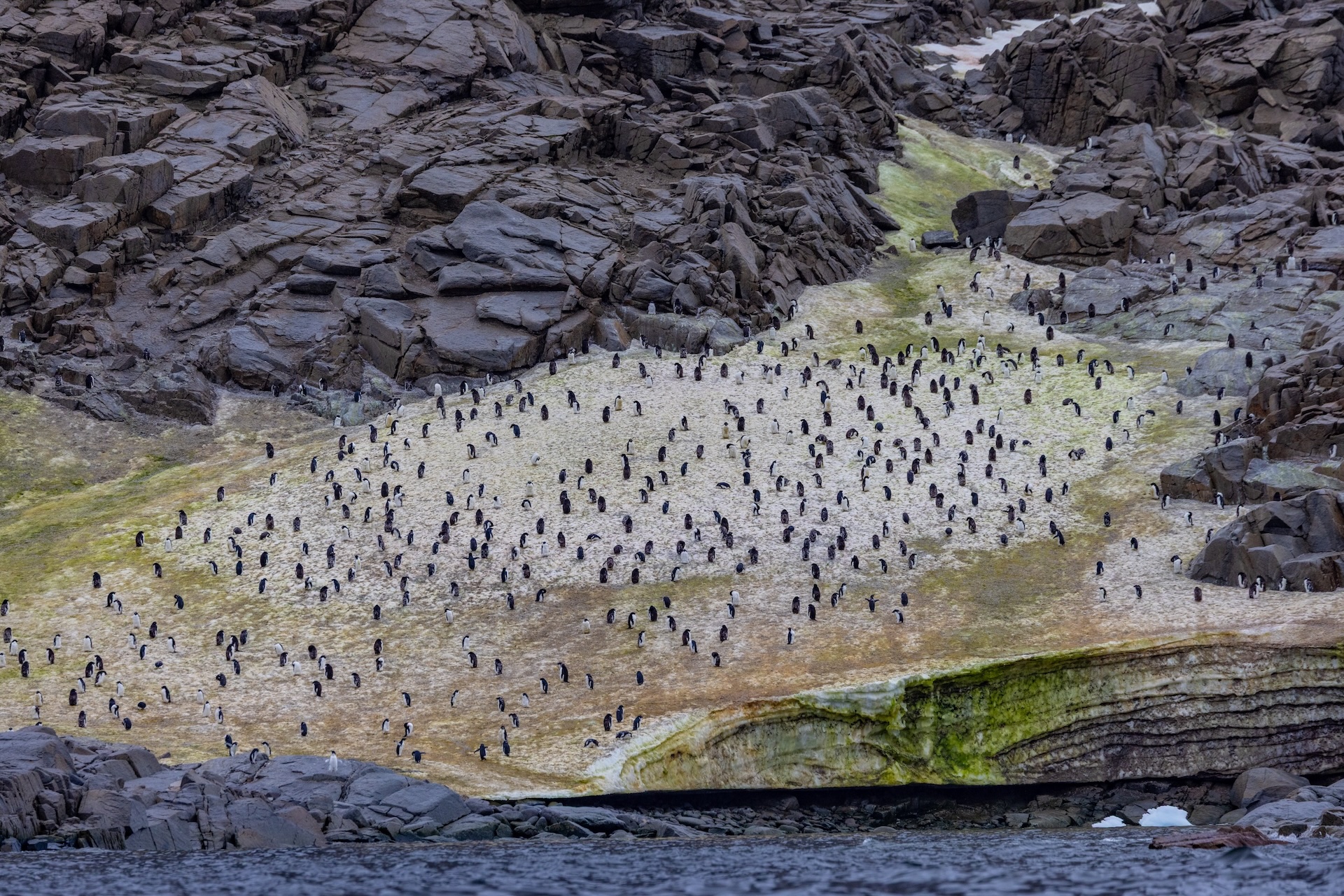 Thousands of penguins on snow-covered Red Rock Ridge in Antarctica.