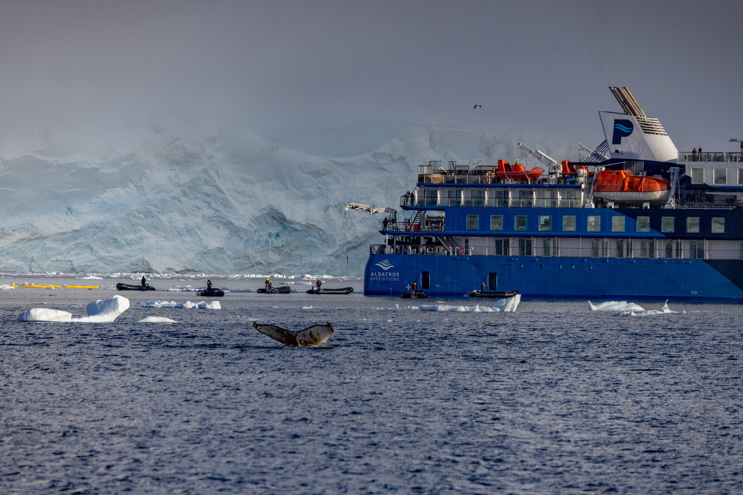 Whales tail above water in the foreground of the expedition ship Albatros Expeditions in Antarctica.